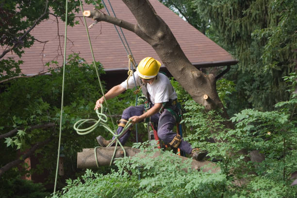 Seabrook, SC Tree Removal Services Company