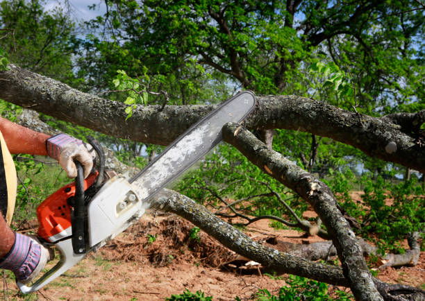 Best Root Management and Removal  in Seabrook, SC